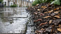 World Soil Day 2025: five easy ways to improve soil health in your UK garden